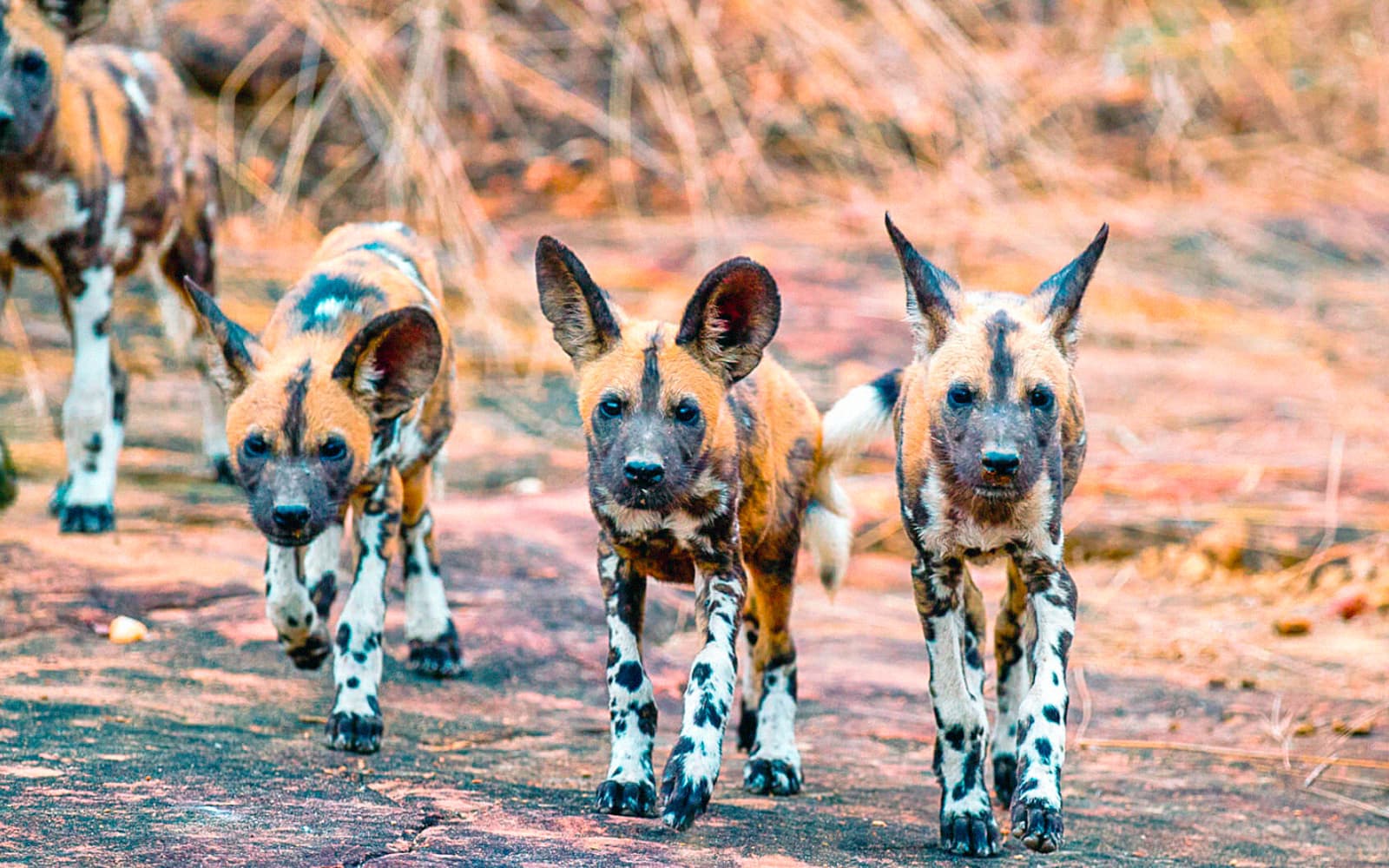 11-Day Southern Circuit Ruaha and Nyerere safari