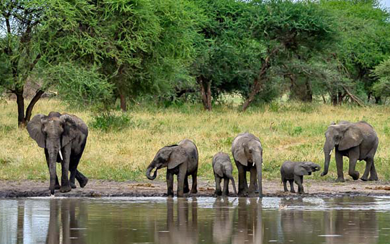 Tarangire elephants under baobab trees on a 3-day Tanzania safari
