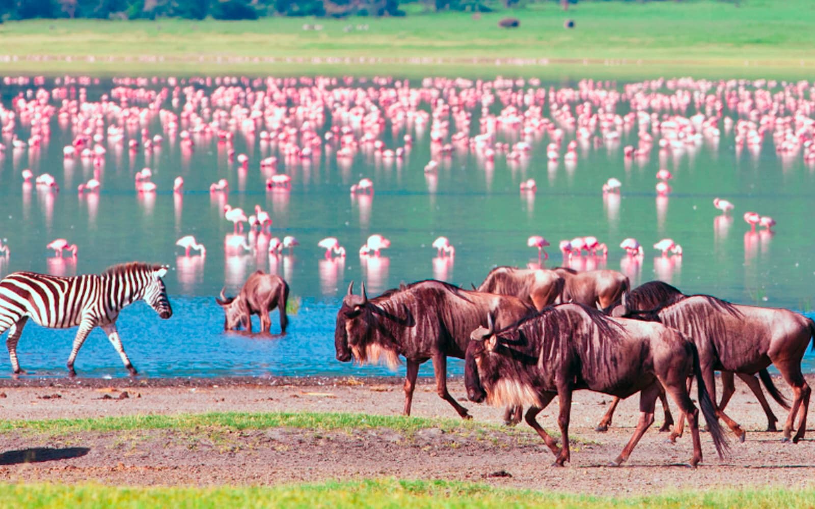 Lake Manyara tree-climbing lions and flamingos