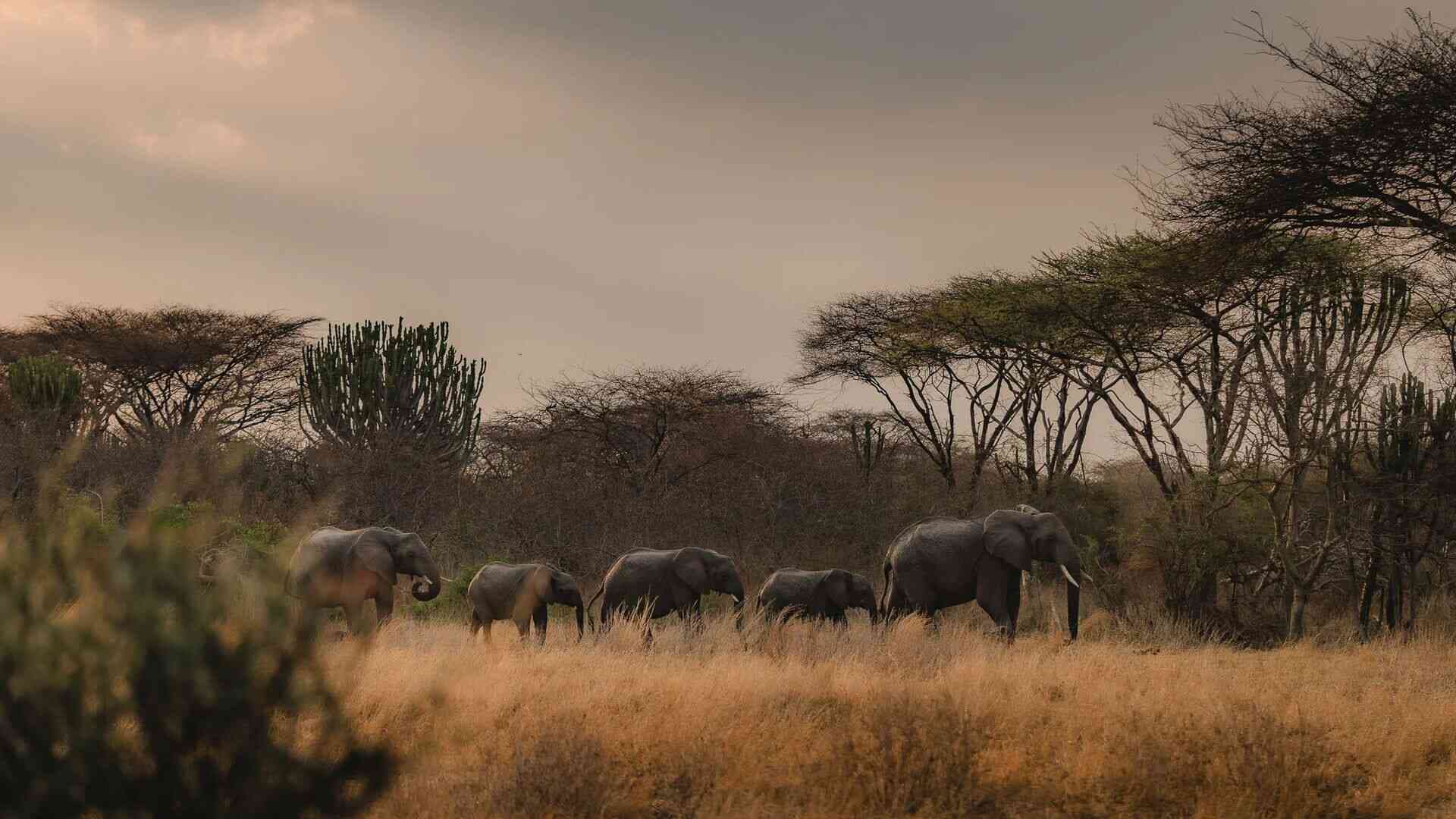 Elephant herd silhouetted against Serengeti sunset on a Tanzania safari