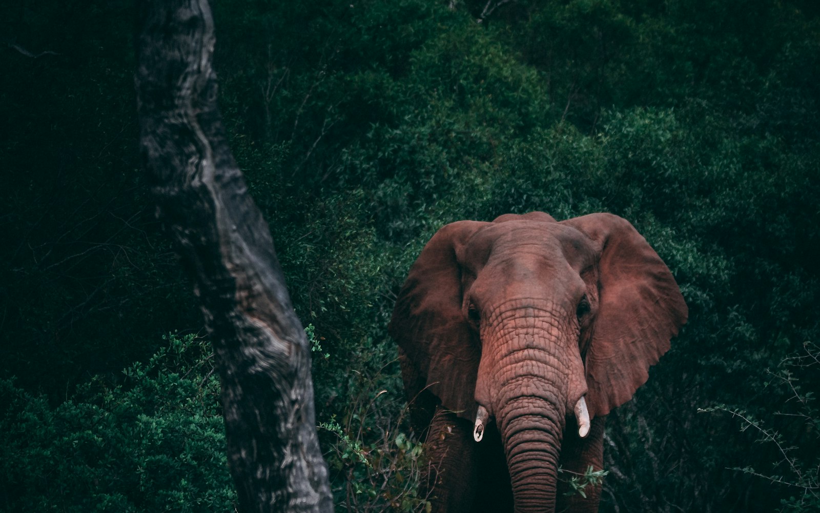 Ruaha National Park elephants Tanzania southern circuit