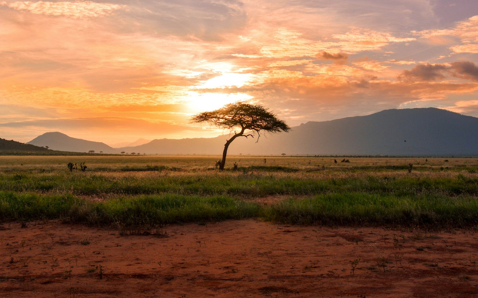 Lions in Serengeti on a 5-day Northern Circuit Tanzania safari