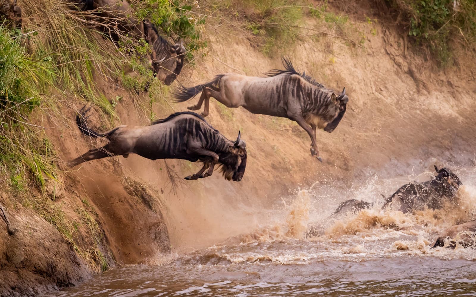 Wildebeest river crossing during the Great Migration in Serengeti Tanzania